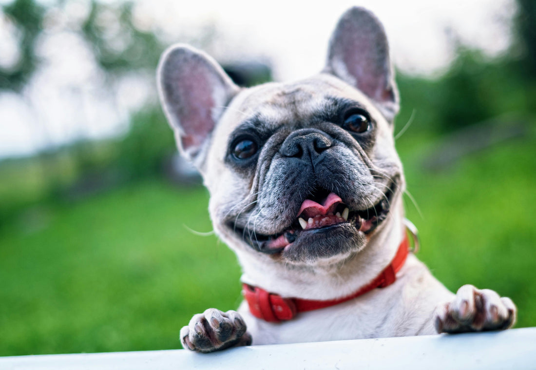 What Most Dog Foods Don’t Give—And How to Make Up for it
