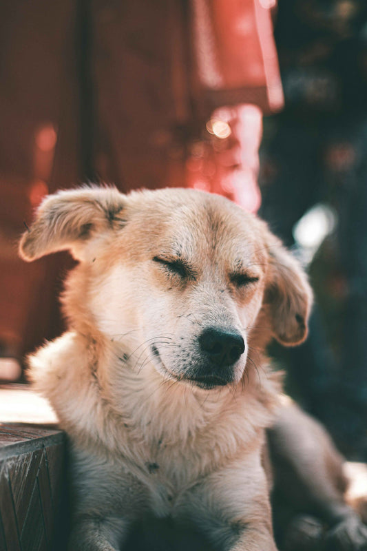 5 Signs Your Dog Might Be Stressed — And Natural Ways to Help Them Feel Calmer - Dr.Paul