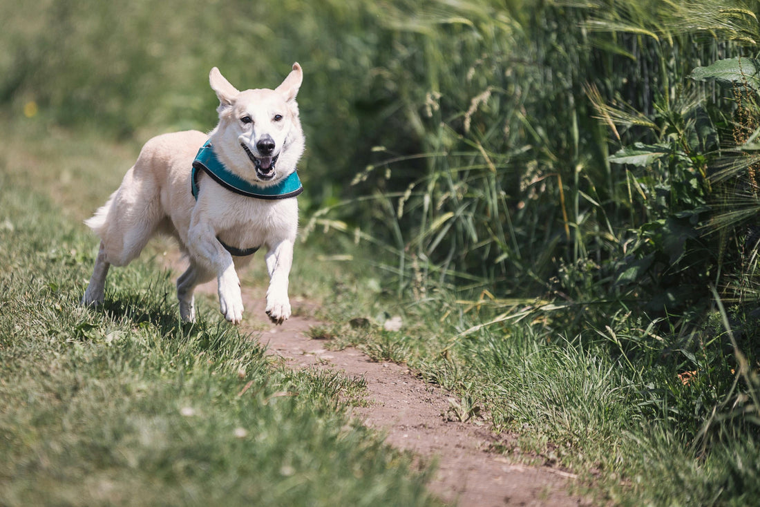 Is Your Dog Missing This Natural Health Boost?