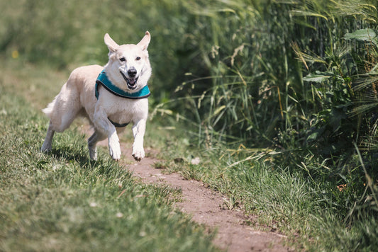 Is Your Dog Missing This Natural Health Boost?