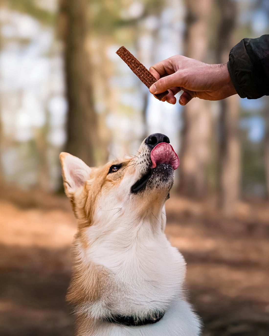 How to Improve Your Dog’s Digestion Naturally
