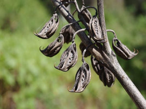 Devil’s Claw