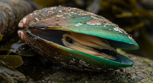 Green-Lipped Mussel