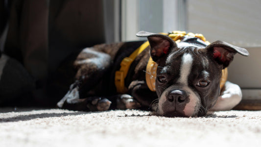 From Lazy Pup to Playful Pup: The Natural Way to Bring Back the Bounce