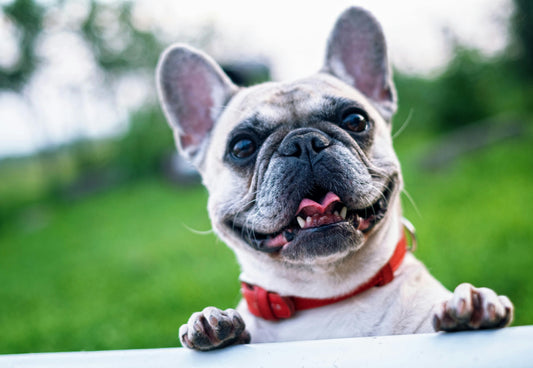 What Most Dog Foods Don’t Give—And How to Make Up for it