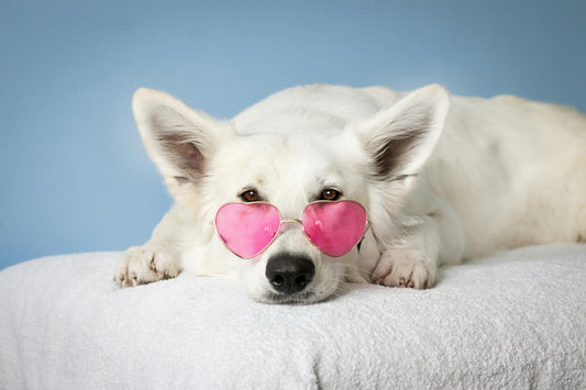 The Future of Pet Health: Cutting-Edge Supplements for Dogs