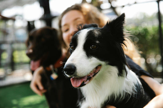 Say Goodbye to Vet Visits: Preventive Dog Health with Natural Supplements