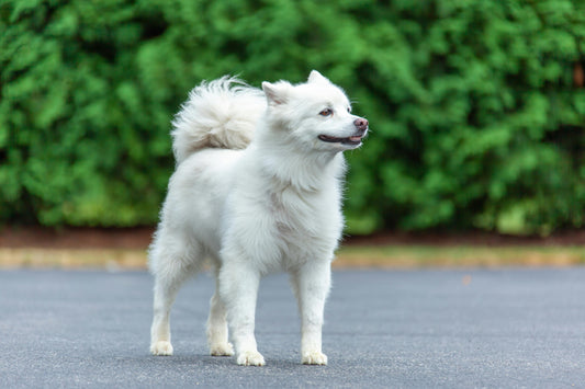 How Supplements Can Add Healthy Years to Your Pet’s Life