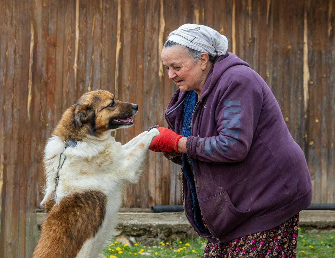Caring for Senior Dogs: How Supplements Can Add Healthy Years to Their Life