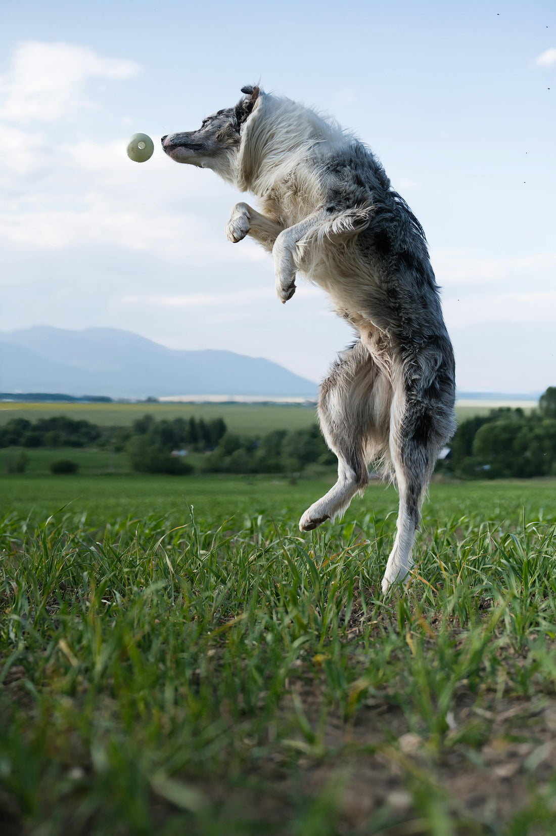 How to Keep Your Dog Active and Pain-Free