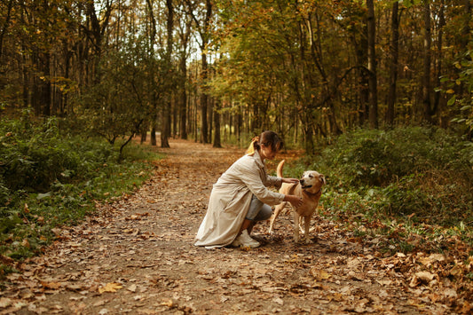 The Ultimate Guide for Every UK Dog Owner