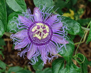 Organic Passion Flower 120 mg
